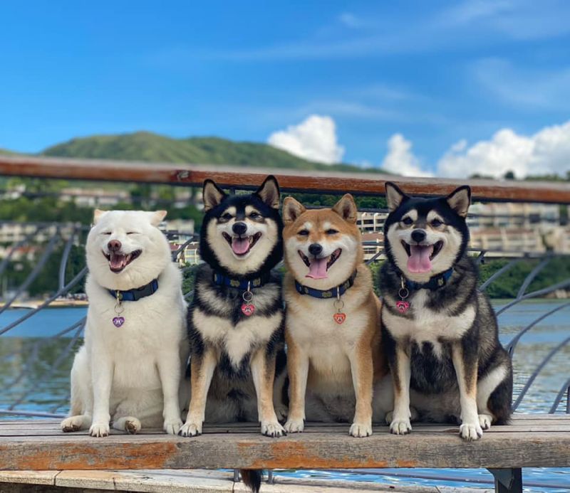 gặp gỡ 4 bé Shiba đáng yêu đang khuấy đảo cộng đồng mạng